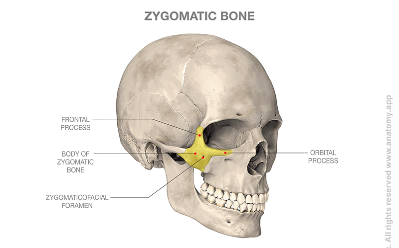 <p>Temporal Bone - Zygomatic process of the temporal bone</p>