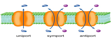 <p>carrier mediated diffusion (uses an integral protein)</p><p>occurs down concentration gradient</p><p>dependent on integral proteins</p><p>does not used energy</p>