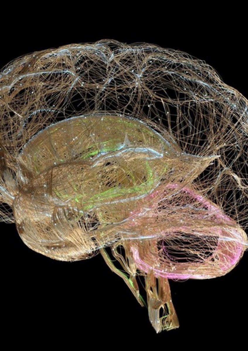 <p>A functional barrier separating the brain's capillaries from the nervous tissue.</p>