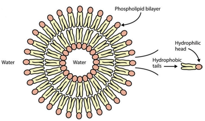 <p>describe the structure and function of this organelle</p>