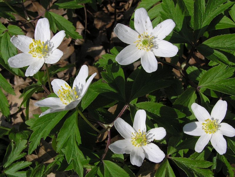 <p>Anemone nemorosa - Ranunculaceae</p>