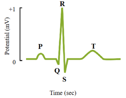 <ul><li><p><span style="color: rgb(0, 0, 0);"><span>ECG represents changes occurring simultaneously in many cardiac cells, not recording changes from individual cardiac cells.</span></span></p></li><li><p><span style="color: rgb(0, 0, 0);"><span>P wave:</span></span><span style="color: rgb(0, 0, 0);"><br></span><span style="color: rgb(0, 0, 0);"><span>- First wave on ECG</span></span><span style="color: rgb(0, 0, 0);"><br></span><span style="color: rgb(0, 0, 0);"><span>- Represents depolarization of the atria</span></span><span style="color: rgb(0, 0, 0);"><br></span><span style="color: rgb(0, 0, 0);"><span>- Upward deflection in the trace</span></span><span style="color: rgb(0, 0, 0);"><br></span><span style="color: rgb(0, 0, 0);"><span>- Approximately 25 ms after the P-wave, the atria will contract</span></span></p></li><li><p><span style="color: rgb(0, 0, 0);"><span>QRS complex:</span></span><span style="color: rgb(0, 0, 0);"><br></span><span style="color: rgb(0, 0, 0);"><span>- Wave consisting of 3 peaks, labelled Q, R and S</span></span><span style="color: rgb(0, 0, 0);"><br></span><span style="color: rgb(0, 0, 0);"><span>- Represents depolarization of the ventricles</span></span><span style="color: rgb(0, 0, 0);"><br></span><span style="color: rgb(0, 0, 0);"><span>- When the ventricles are depolarizing, the atria repolarize</span></span></p></li><li><p><span style="color: rgb(0, 0, 0);"><span>Atrial repolarization is too small an electrical event to be recorded at the surface of the skin</span></span></p></li><li><p><span style="color: rgb(0, 0, 0);"><span>T wave:</span></span><span style="color: rgb(0, 0, 0);"><br></span><span style="color: rgb(0, 0, 0);"><span>- Upward deflection</span></span><span style="color: rgb(0, 0, 0);"><br></span><span style="color: rgb(0, 0, 0);"><span>- Represents repolarization of the ventricles</span></span></p></li><li><p><span style="color: rgb(0, 0, 0);"><span>CG → shows a 1 millivolt difference in the membrane potential recorded. Action potential → shows changes of approximately 110 millivolt</span></span></p></li></ul><p></p>