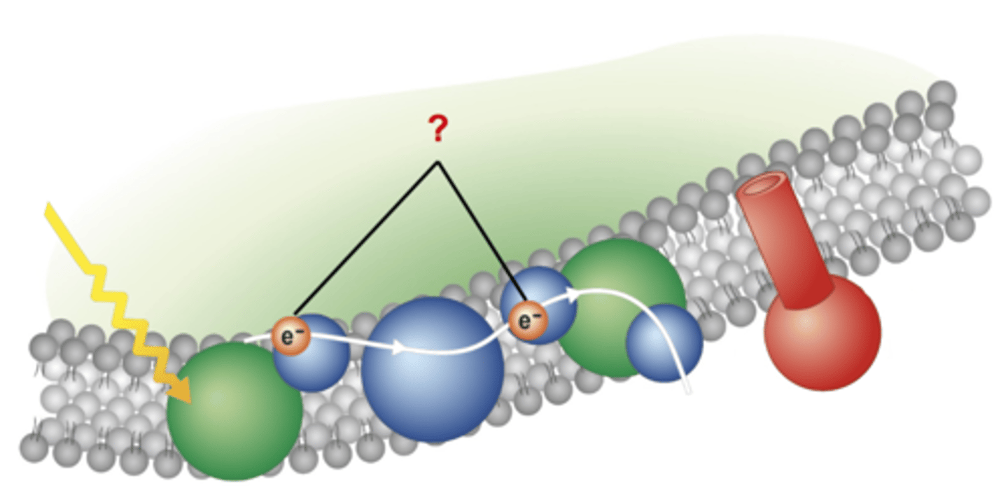 <p>Electrons that have absorbed light energy and give off energy as they travel along the electron transport chain to pump H+ ions into the thylakoids space</p>