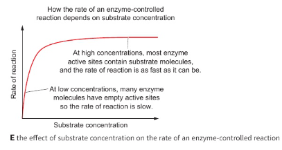<p>Explain the effects of substrate concentration on enzyme activity </p>