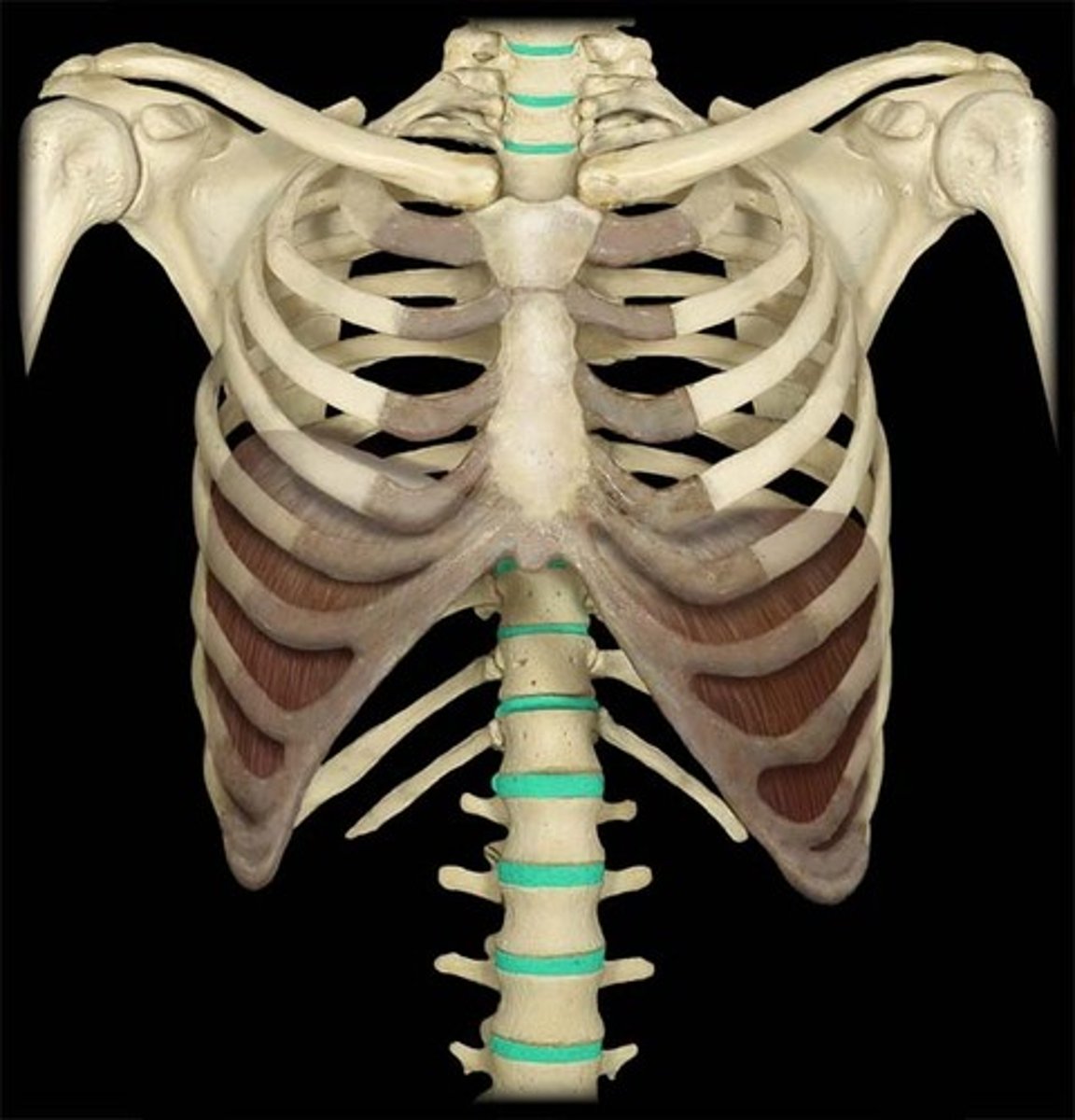 <p>intervertebral discs</p>