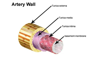 <p>Intima:  endothelium</p><p>Media: smooth &amp; elastic tissue</p><p>Externa: Connective tissue</p>