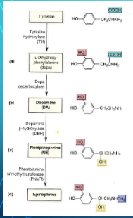 <p>Tyrosine &lt;TH&gt; Dopa &lt;Dopa decaryboxylase&gt; Dopamine &lt;DBH&gt; NE&nbsp;&lt;PNMT&gt; Epinephrine</p>