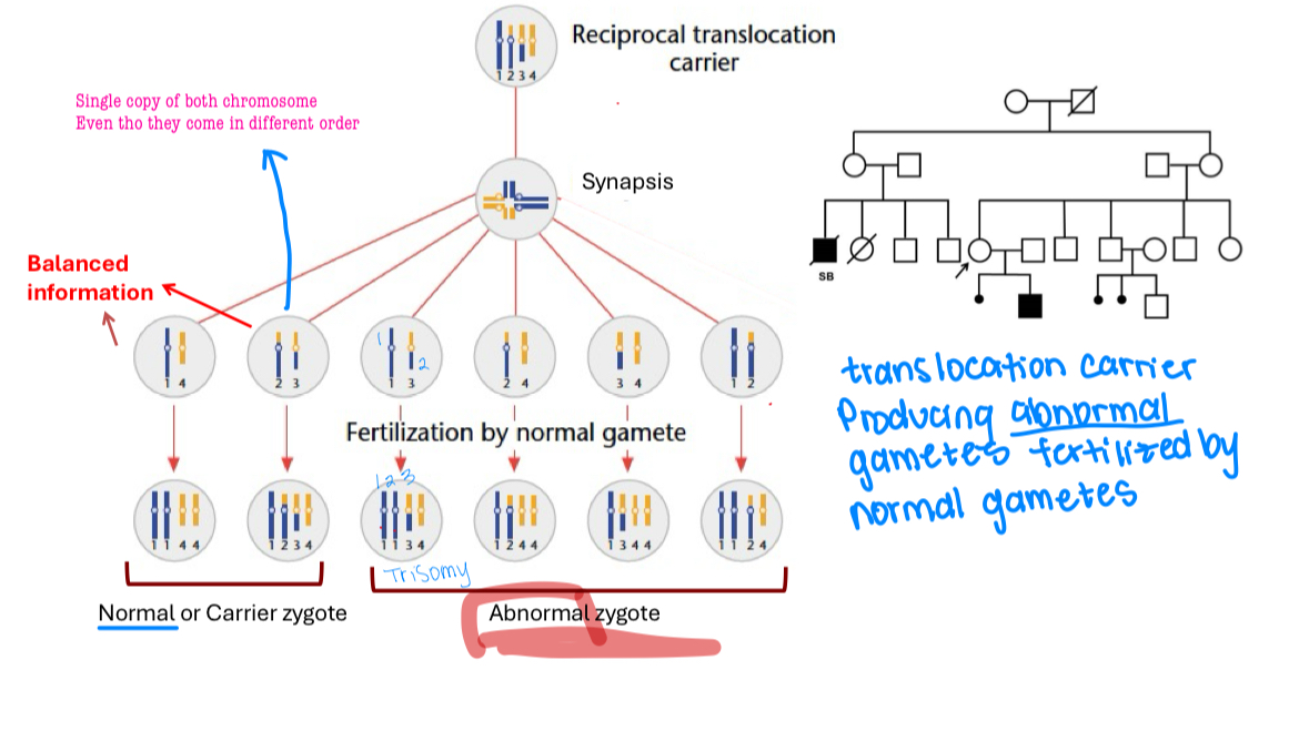 <p>Happens when breaks occur in two different chromosomes and the material is mutually exchanged</p><p>The total chromosome number is unchanged (46)</p><p>No genetic information is gained or lost in the exchange, but genes are moved to new chromosomal locations</p><p>The resulting chromosomes are called derivative&nbsp;</p><p>Carrier individuals will not generally show any physical phenotypic effects&nbsp;</p><p>Carriers may show <u>reproductive abnormalities, infertility, spontaneous abortions and abnormal offspring&nbsp;</u></p>