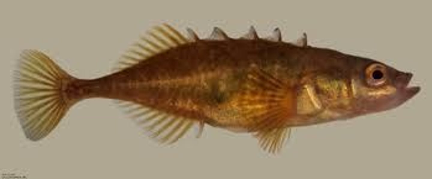 <p>-Acanthoptergyii superorder</p><p>-advanced teleosts</p><p>-no scales</p><p>-laterally compressed &amp; small</p><p>-5 free dorsal spines (for defense)</p><p>-paternal care</p>