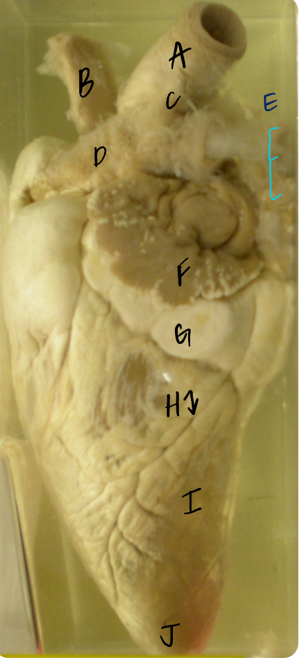 <p>I </p><p>(sheep heart)</p>