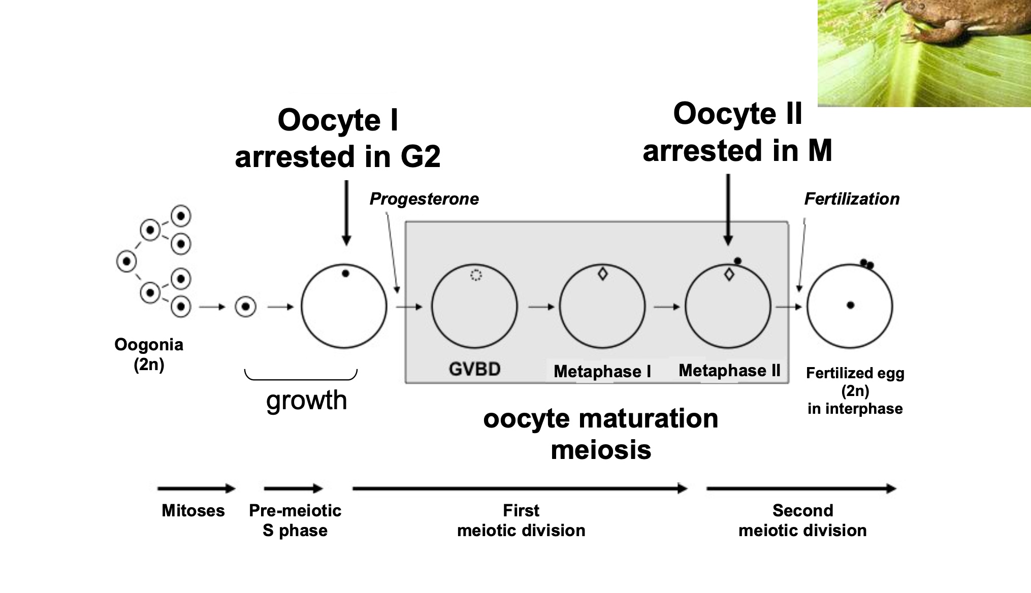 <p>oogonia (2n cells) enter ore-meiotic S phase </p><ul><li><p>oocyte grows to accumulate resources for fertilisation and oocyte I stops in G2/prophase I meiosis</p></li></ul><p>progesterone released by neighbouring cells to oocyte I, resuming meiosis and enters reduction division </p><ul><li><p>GBVD germinal vesicular break down —> nuclear break down of oocyte </p></li><li><p>oocyte asymmetric divises into 2 daughter cells</p></li><li><p>oocyte II arrested in metaphase II </p></li></ul><p>fertilisation of oocyte II will allow second meitoic divison </p><p></p>