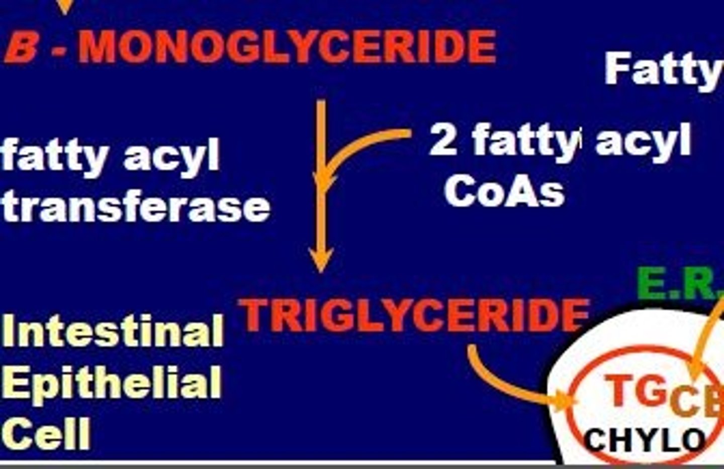 <p>catalyzes reaction of B-monoglyceride + 2 fatty acyl--> triglyceride <br><br>occurs inside the intestinal epithelial cell</p>