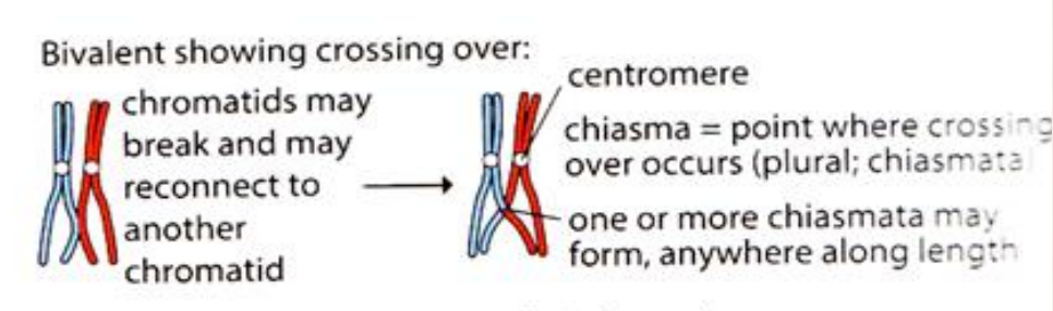 <p>- Homologous chromosomes shorten and thicken (condensation) and come together in their homologous pairs. Each pair is called a bivalent. This process is called synapsis.</p><p>-centrosomes move to opposite ends of nucleus.</p><p>-crossing over between non-sister chromatids of a pair of homologous chromosomes (bivalent) at chiasmata</p><p>-the nucleolus disappears and the nuclear envelope breaks up</p><p>-spindle produced</p>