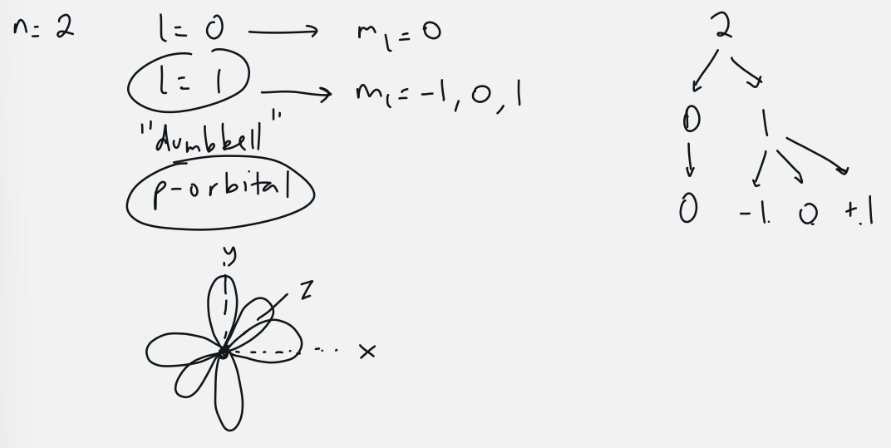 <ul><li><p>l = 1</p></li><li><p>3 orbitals: m<sub>l</sub> = -1, 0, 1</p></li><li><p>6 electrons</p></li><li><p>dumbell</p></li></ul><p></p>