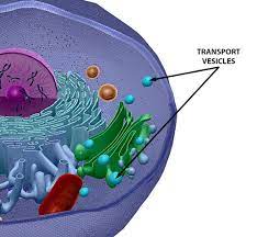 <p>A small membranous sac in a eukaryotic cell’s cytoplasm carrying molecules produced by the cell. </p>