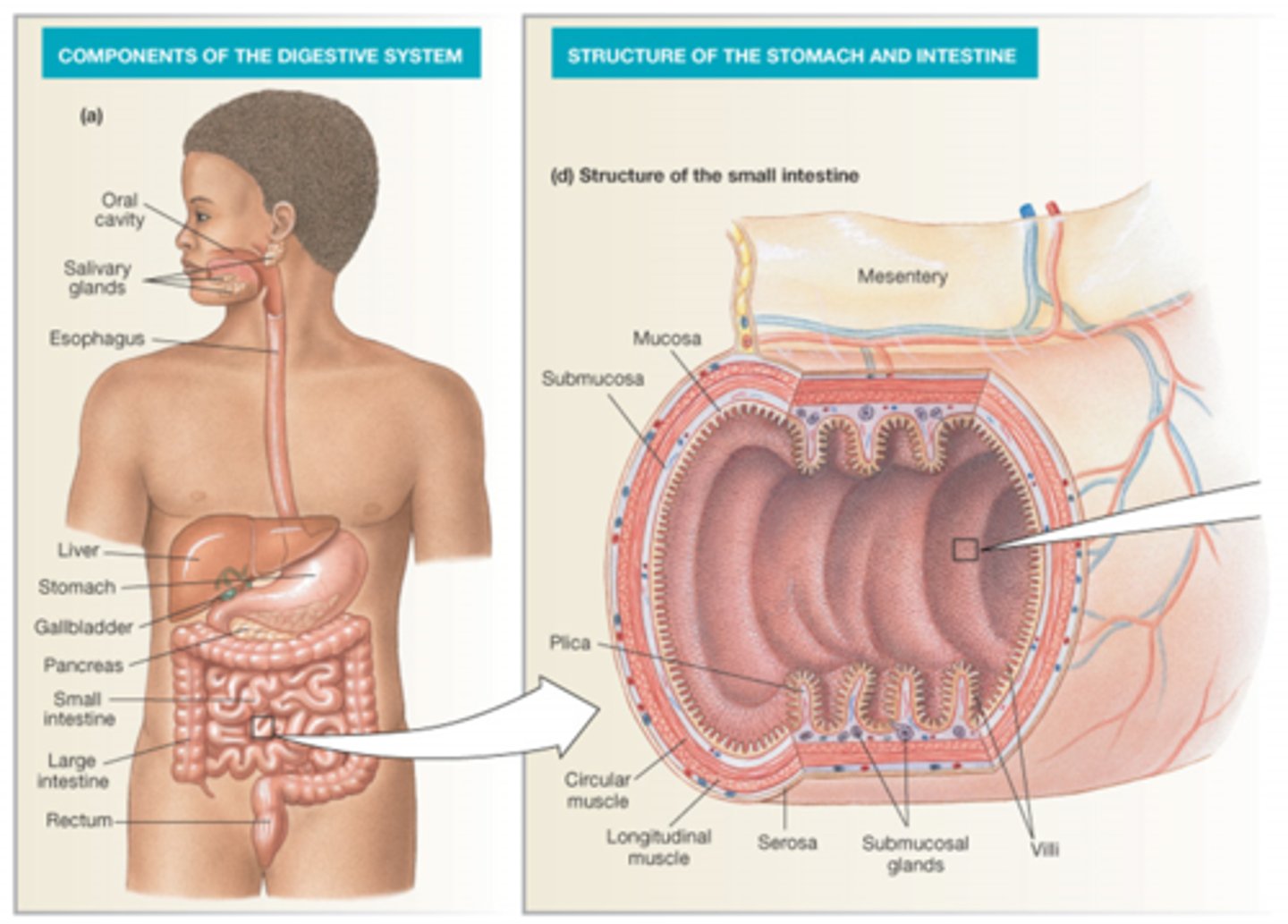 <p>Oral cavity</p><p>Salivary glands</p><p>Esophagus</p><p>Liver</p><p>Stomach</p><p>Pancreas</p><p>SI</p><p>LI</p><p>Rectum</p>