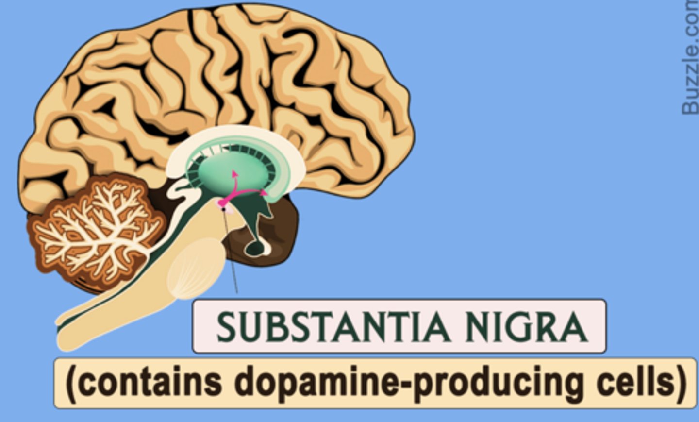 <p>Parkinson's disease</p>