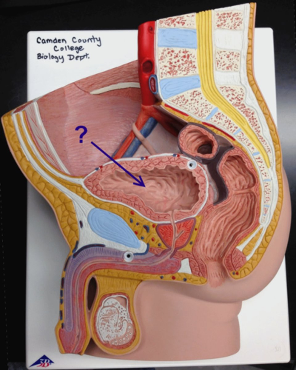 <p>collects urine from kidneys and releases it when full</p>