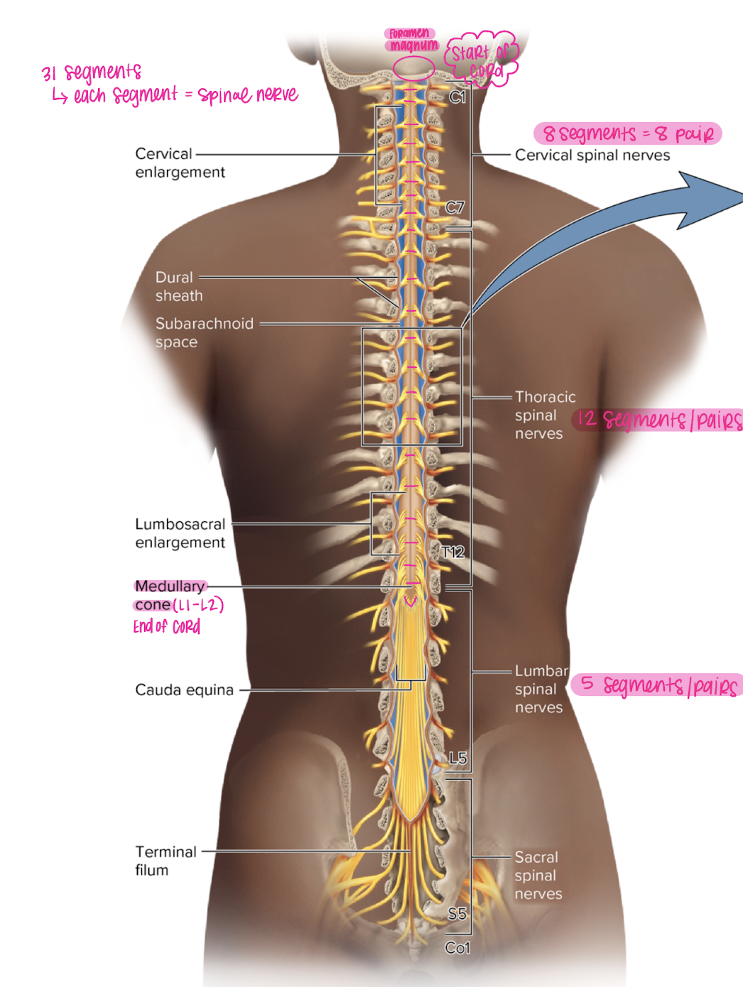 <p>12 segments, pairs </p>