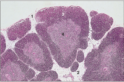 <p>name of histologic slide:</p><p>Specie:</p><p>Parts</p><p>1.__ 2.__ 3.__ 4.__</p><p>Stain used:</p>