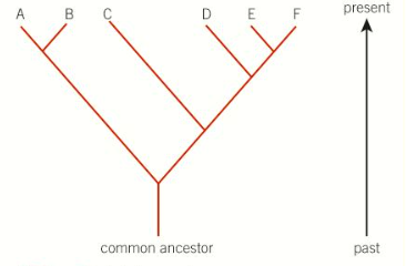 <ul><li><p>a diagram used to represent the evolutionary relationship between organisms</p></li><li><p>they are branched diagrams which show that a species have evolved form a common ancestor </p></li></ul><p></p>