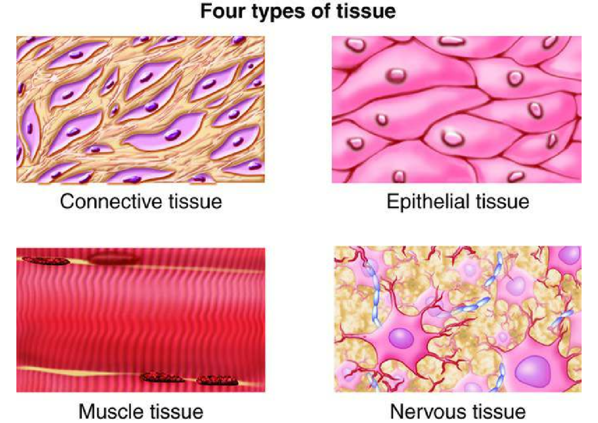 <ul><li><p>Epithelial tissues</p></li><li><p>Connective tissues</p></li><li><p>Nervous tissues</p></li><li><p>Skeletal tissues</p></li></ul><p></p>
