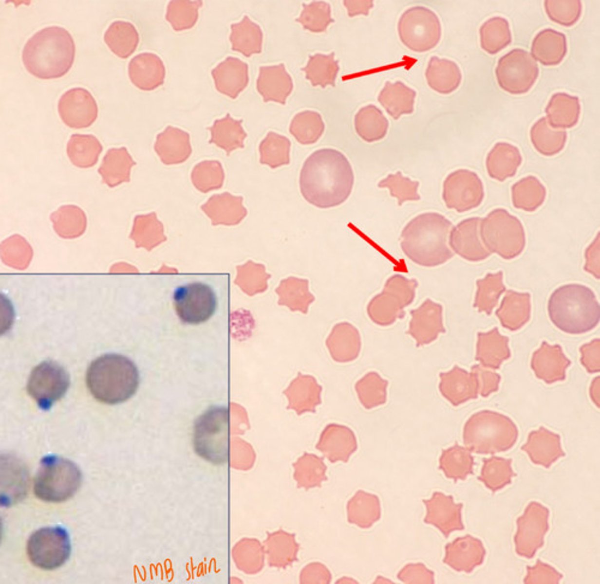 <p>What are these?</p>