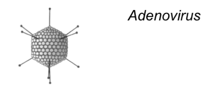 <p>-Icosahedral capsid </p><p>-80nm</p><p>-No envelope</p><p></p><p>Cause:</p><p>-Acute respiratory disease</p>
