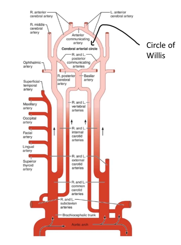 <p>What branches from the common carotid arteries? </p>