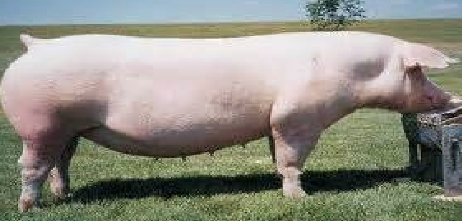 <p>American Landrace</p>