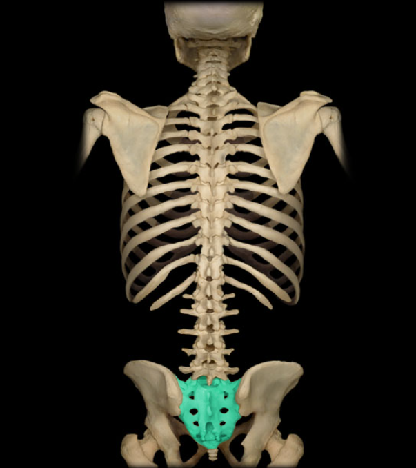 <ul><li><p>Location: Lower back, Between L5 and Co1 vertebrae, Posterior wall of pelvis</p></li><li><p>Description: Five fused vertebrae, Triangular bone wedged between hip bones</p></li></ul><p></p>