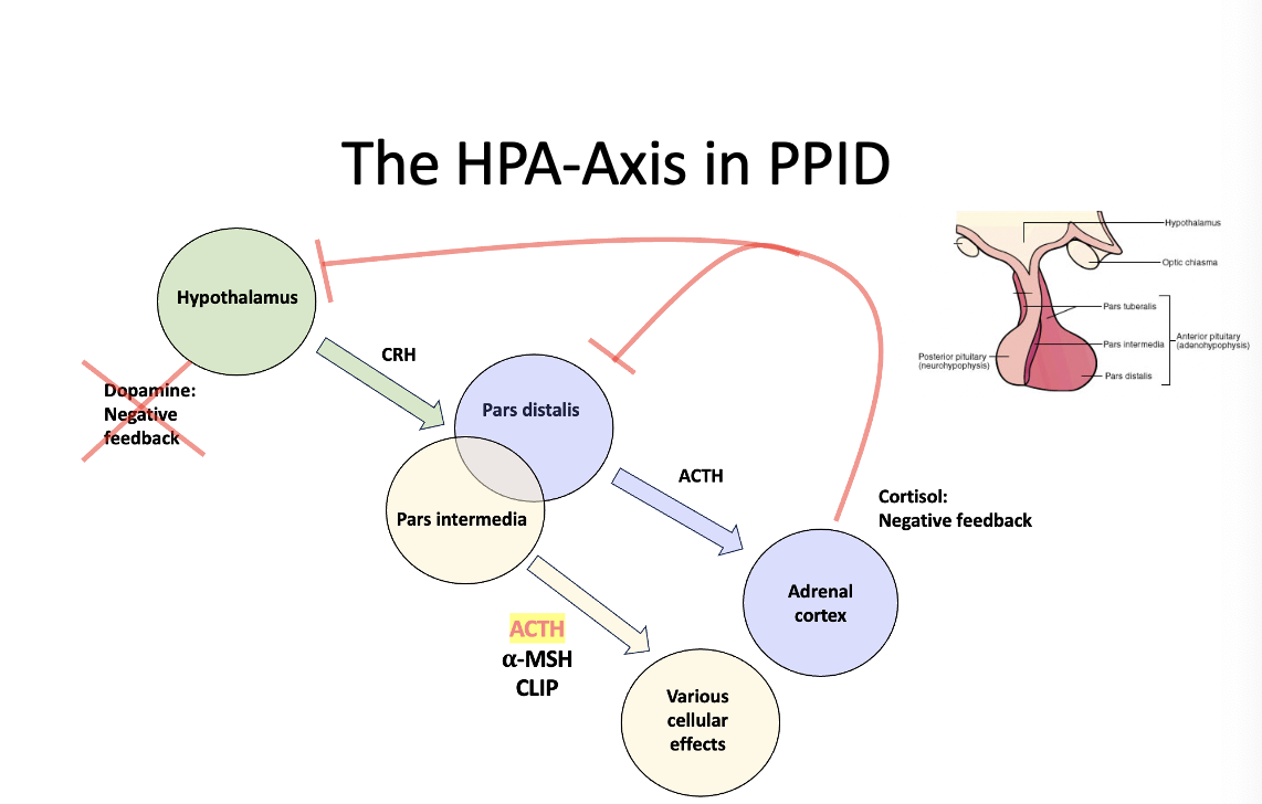 <p>Lack of dopamine negative feedback! Pars intermedia constantly making ACTH via the alpha-MSH! Therefore too much ACTH produced! </p>