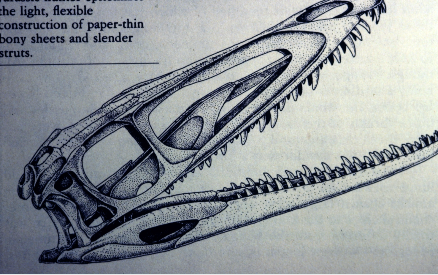 <p>Dietary Adaptation</p>