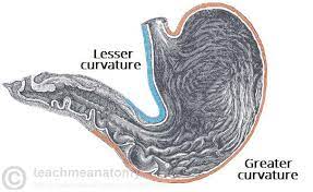 <p>concave medial surface of the stomach</p>