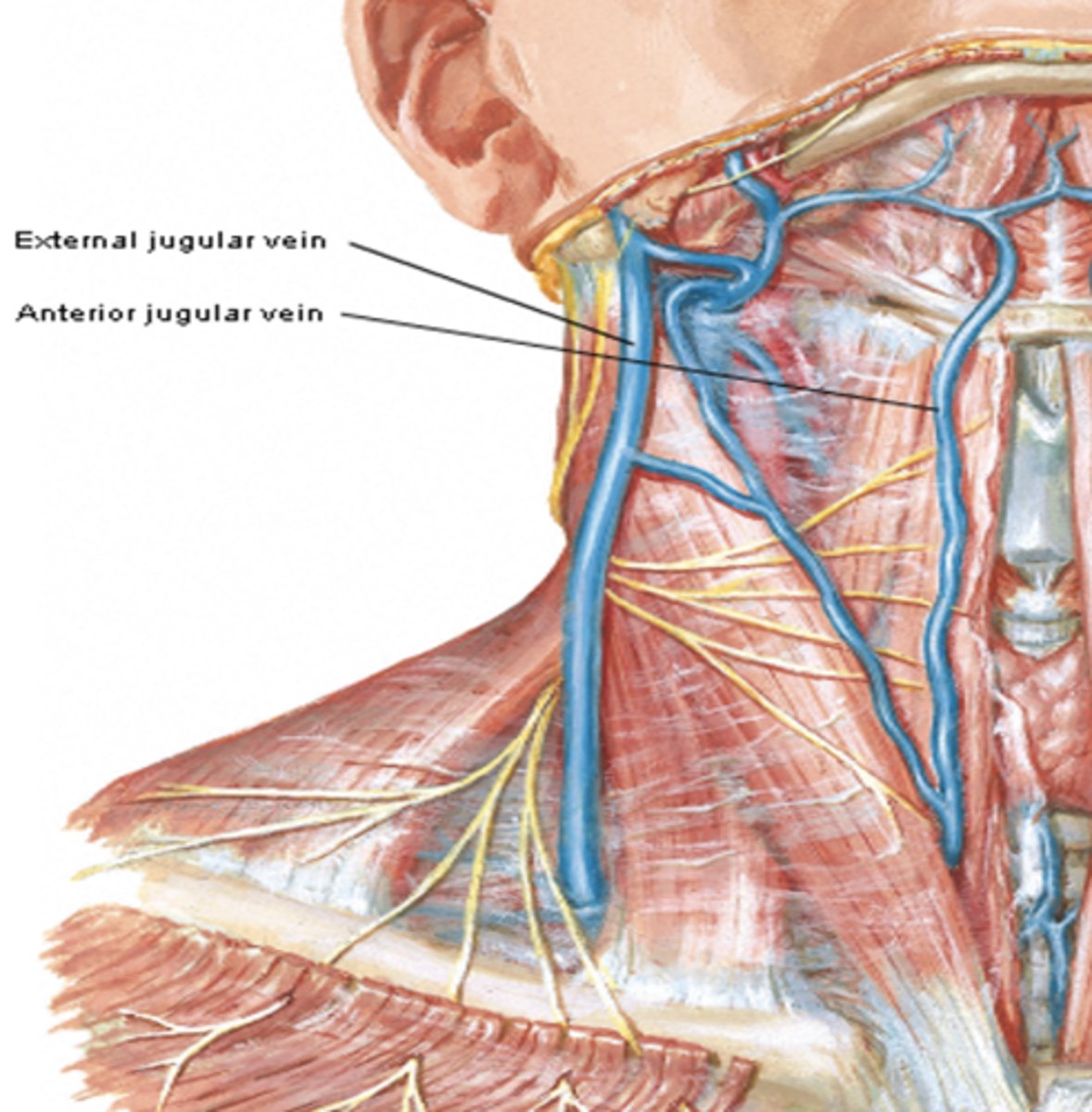 <p>What is the course of the External jugular vein?</p>
