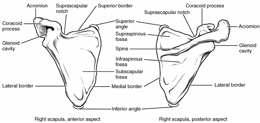 <p>glenoid cavity/fossa → articulates with head of humerus</p><p>spine → long prominent ridge on back portion</p><p>acromion → articulates with clavicle, end of spine that extends out</p><p>coracoid process → attachment site for biceps brachii</p>