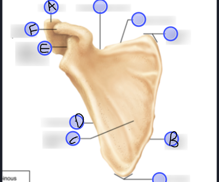 <p>F- anterior view of right scapula</p>