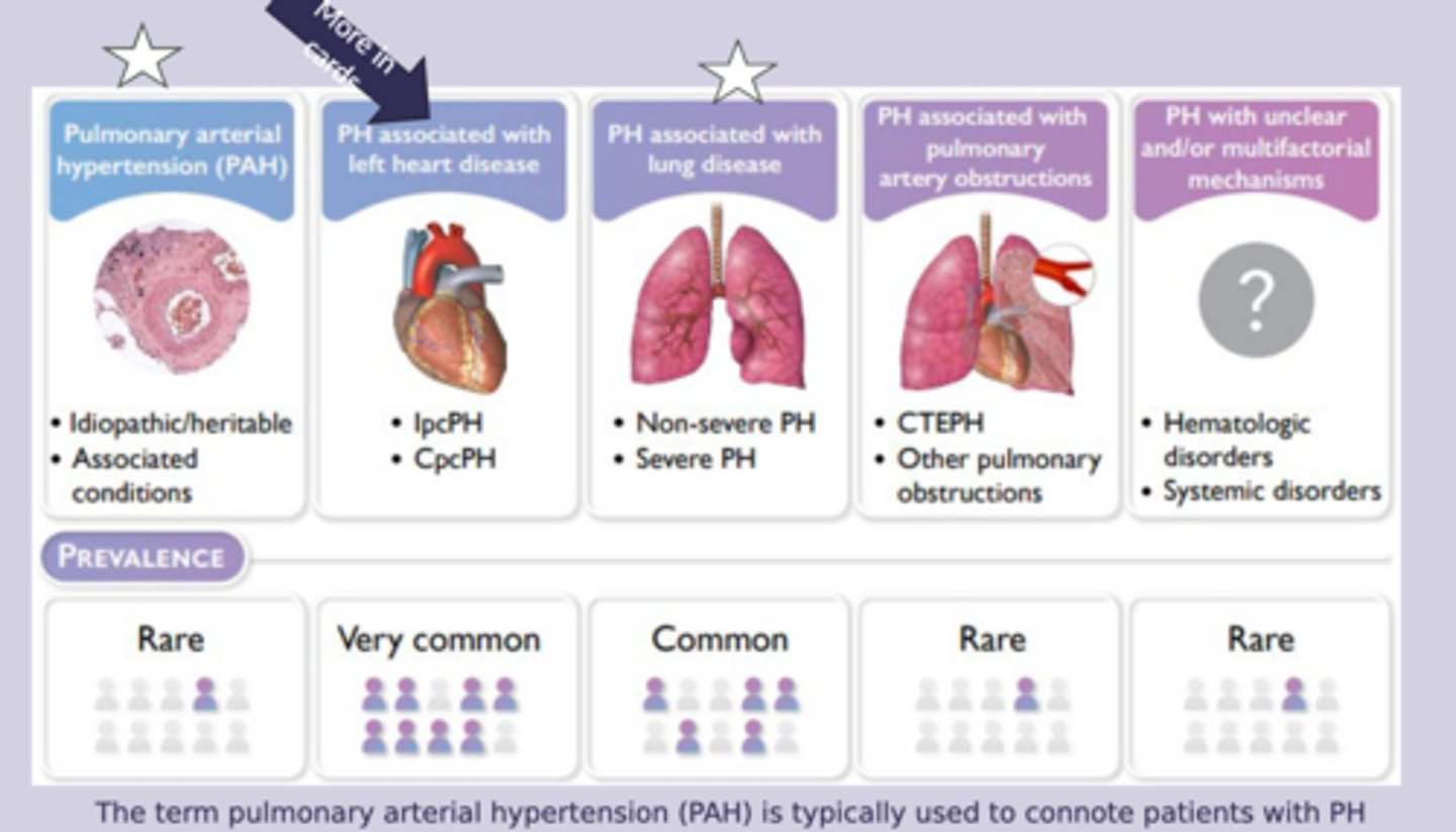 <p>-group 3: lung disease/hypoxia </p><p>-female</p><p>-family hx</p><p>-connective tissue disease</p><p>-portal hypertension </p><p>-HIV infection </p><p>-chronic lung disease</p><p>-chronic hypertension </p>