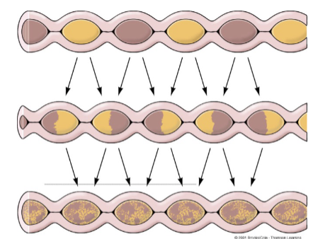 <p>occurs via segmentation which both mixes and propels chyme</p><ul><li><p><span style="color: rgb(255, 255, 255);"><span>propulsion occurs because the frequency of local contractions gradually decreases along length of small intestine</span></span></p></li><li><p><span style="color: rgb(255, 255, 255);"><span>mixing food with digestive juices</span></span></p></li><li><p><span style="color: rgb(255, 255, 255);"><span>facilitate absorption</span></span></p></li><li><p><span style="color: rgb(255, 255, 255);"><span>forward movement</span></span></p></li></ul><p></p>