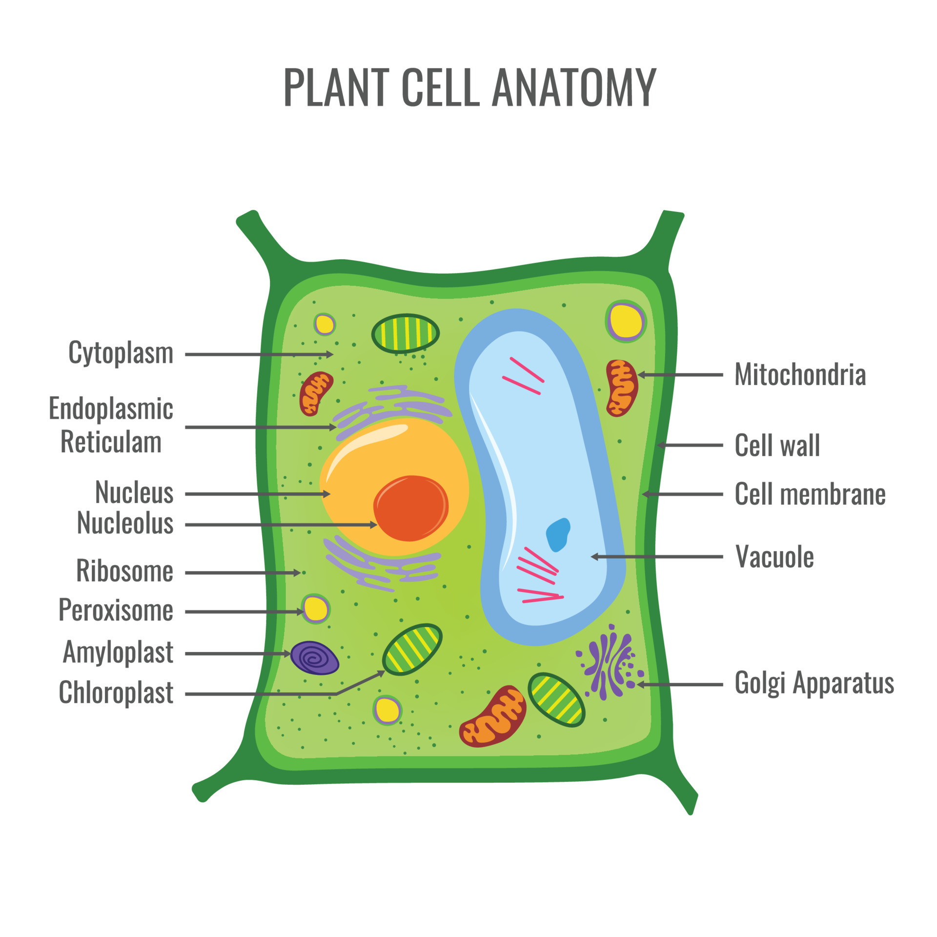 <p>Where is chlorophyll found in plant cells?</p>