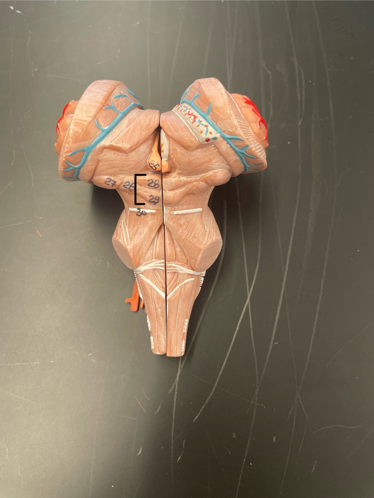 <p>ID structure </p>