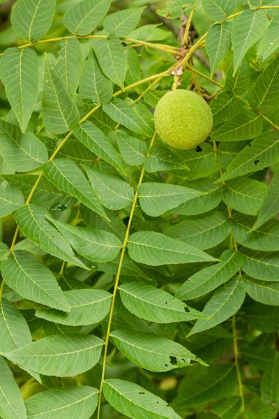 <p>Common name</p>