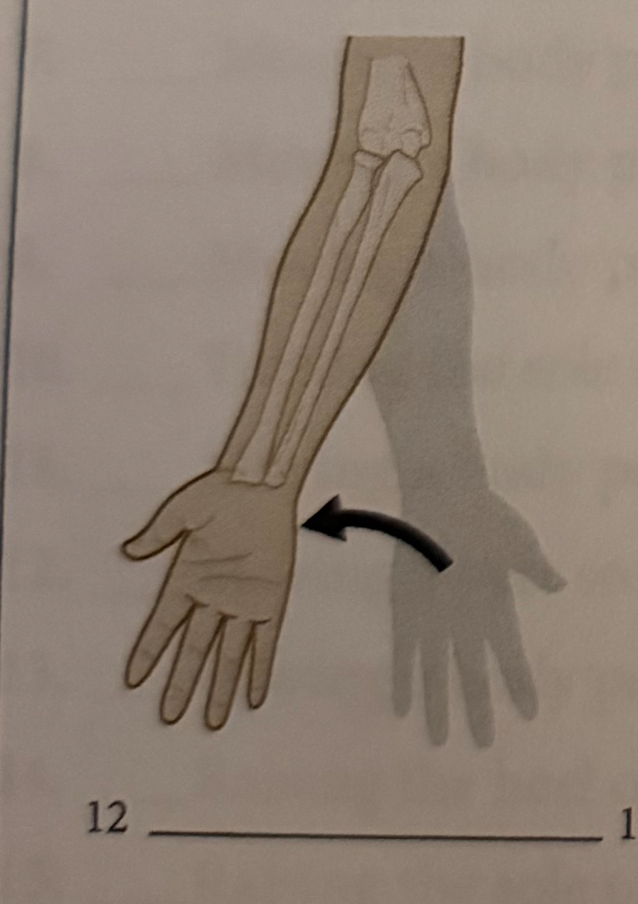 <p>turning the palm downward </p>