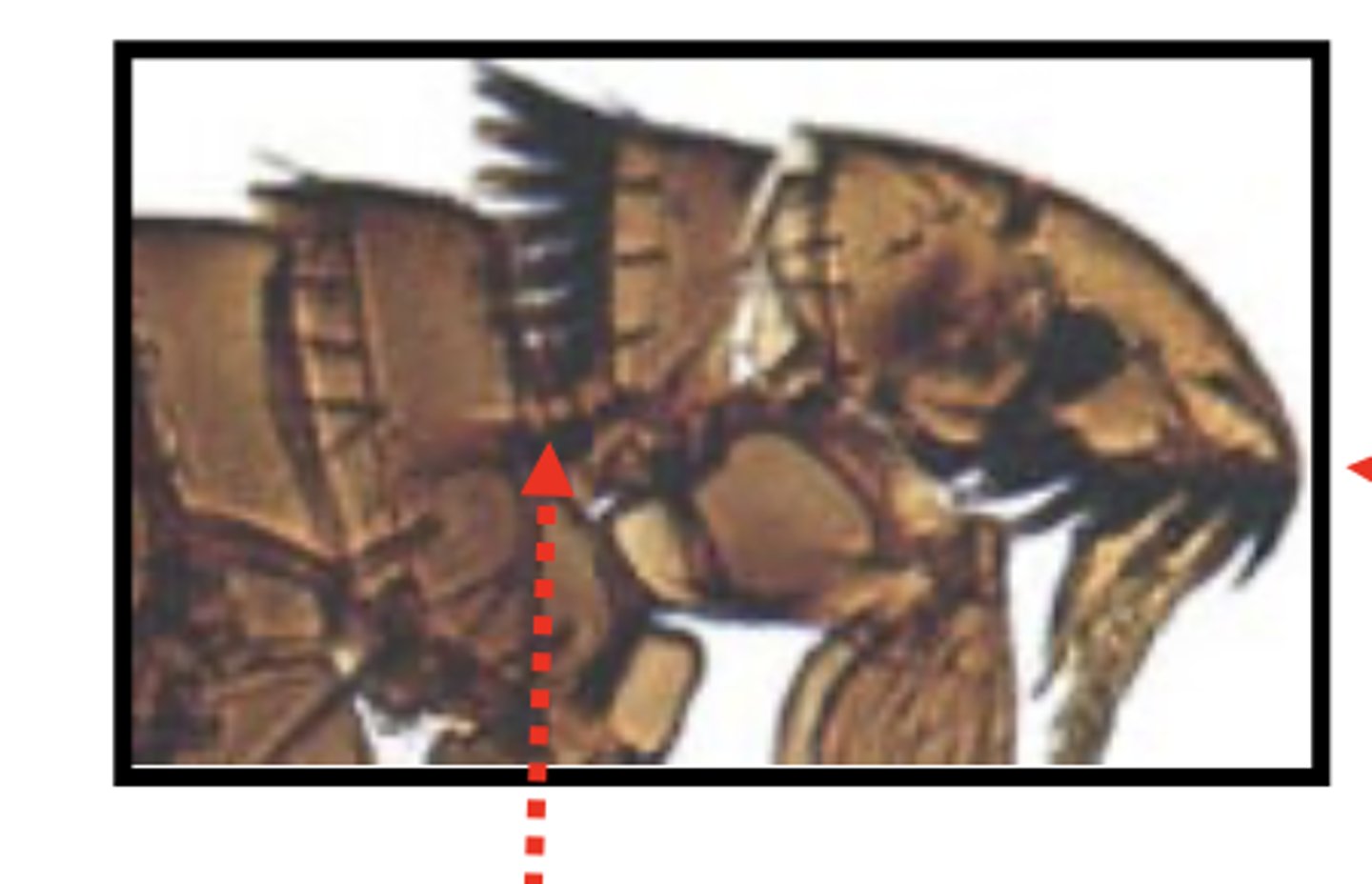 <p>what are these black comb-like structures on the head and thorax of the siphonaptera (fleas)?</p>