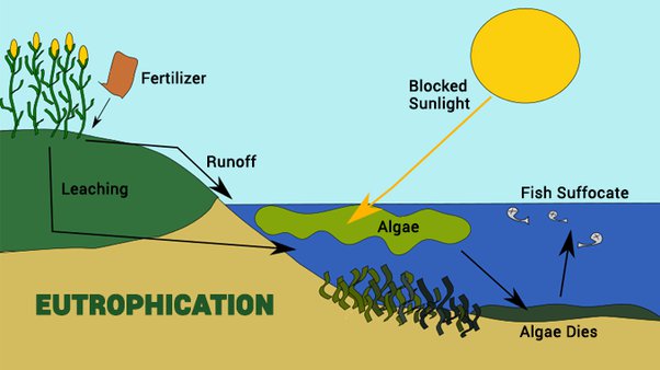 <p>When intense nutrient pollution occurs due to an excessive amount of nitrogen and phosphorus in water, intense algae bloom occurs, blocking out the sun for bottom-dwelling pollution plants. When they inevitably die, the decomposition of their organic leftovers uses oxygen within the water, lowering the Dissolved Oxygen Content of the water. This, after a while, makes a hostile living environment for fish who will suffocate if the issue persists for too long. We can affect this by putting too much waste or fertilizers into places where runoff into bodies of water is easy. We can control it by making sure that our waste/fertilizers never make it to the body of water or that they are kept moving, unable to affect the area of water for long enough to make a difference.</p>