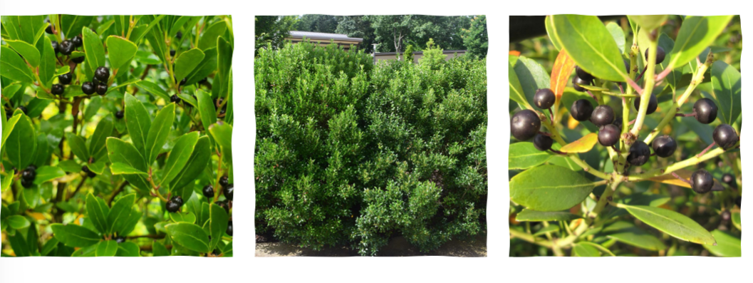 <p>gallberry, Aquifoliaceae family</p><p>look similar to oaks with berries instead of acorns</p><p>short shrub</p>