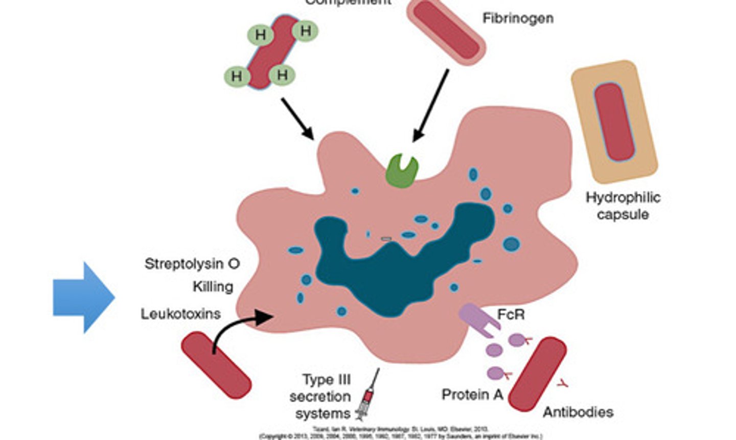 <p>Several gram-negative bacteria secrete leukotoxins that kill leukocytes, especially granulocytes. RTX proteins are the most important. M. Hemolytica secretes RTX toxin that kills ruminant neutrophils, alveolar macrophages, and lymphocytes.</p>