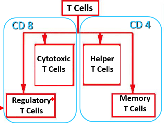 <p><u>Cytotoxic T Cells</u>, Regulatory T Cells, <u>Helper T Cells</u>, Memory T Cells. </p>