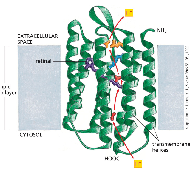 <p>Acts as a protein pump, seven α helices guide the movement of the (H+) across the phospholipid bilayer</p>