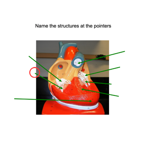 term image